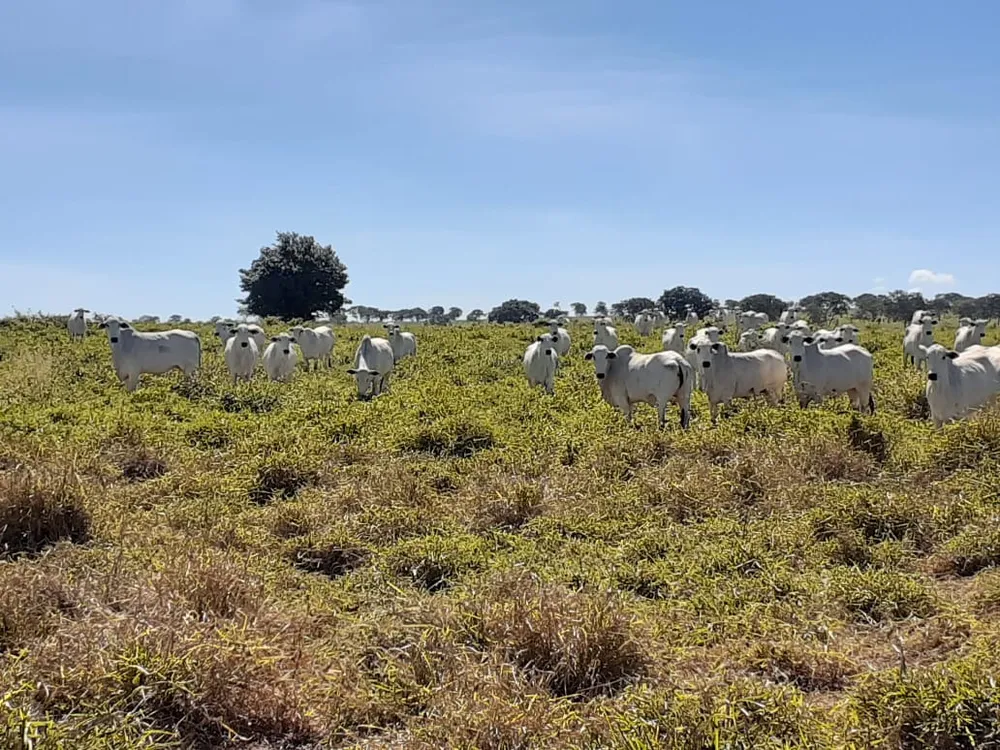Fazenda, 2190 hectares - Foto 4