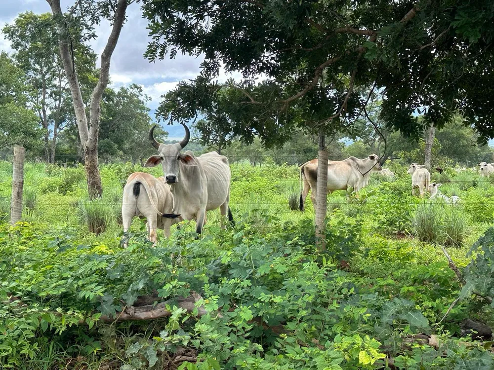 Fazenda, 1800 hectares - Foto 3