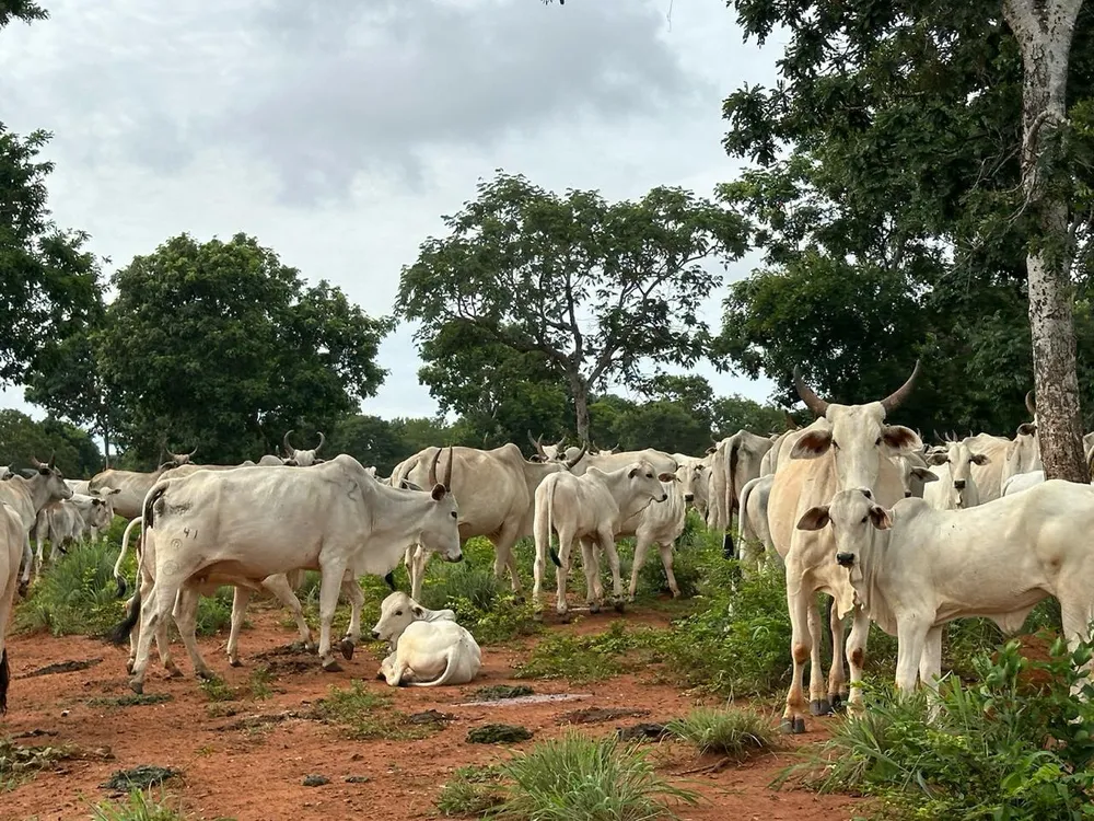 Fazenda, 1800 hectares - Foto 4