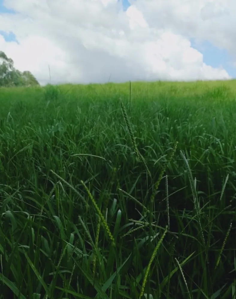 Fazenda, 724 hectares - Foto 6