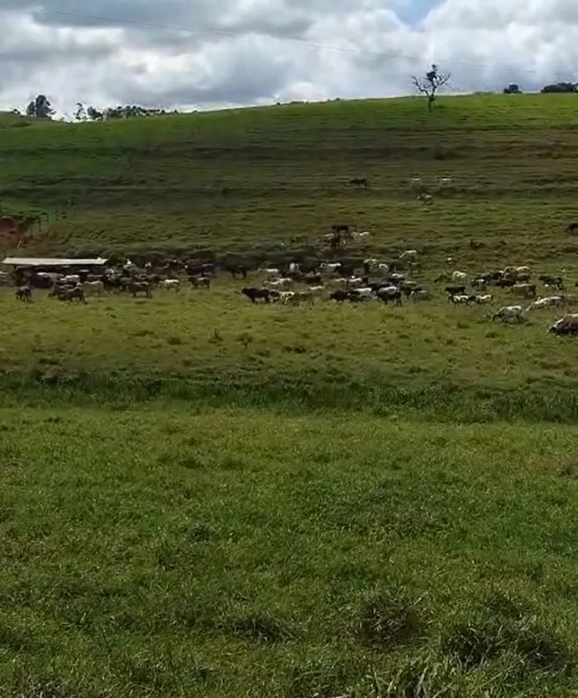 Fazenda, 724 hectares - Foto 11
