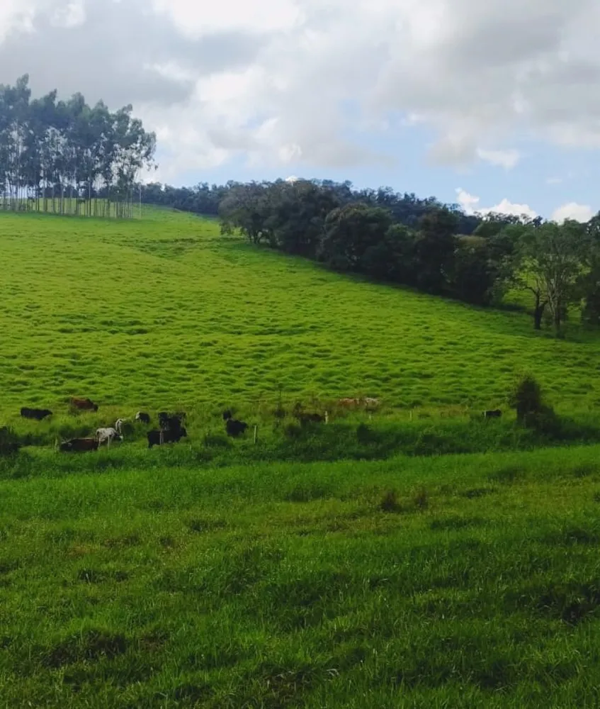 Fazenda, 724 hectares - Foto 7