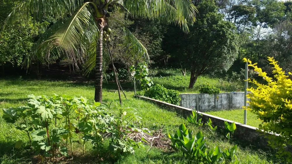 Terreno, 5 hectares - Foto 6