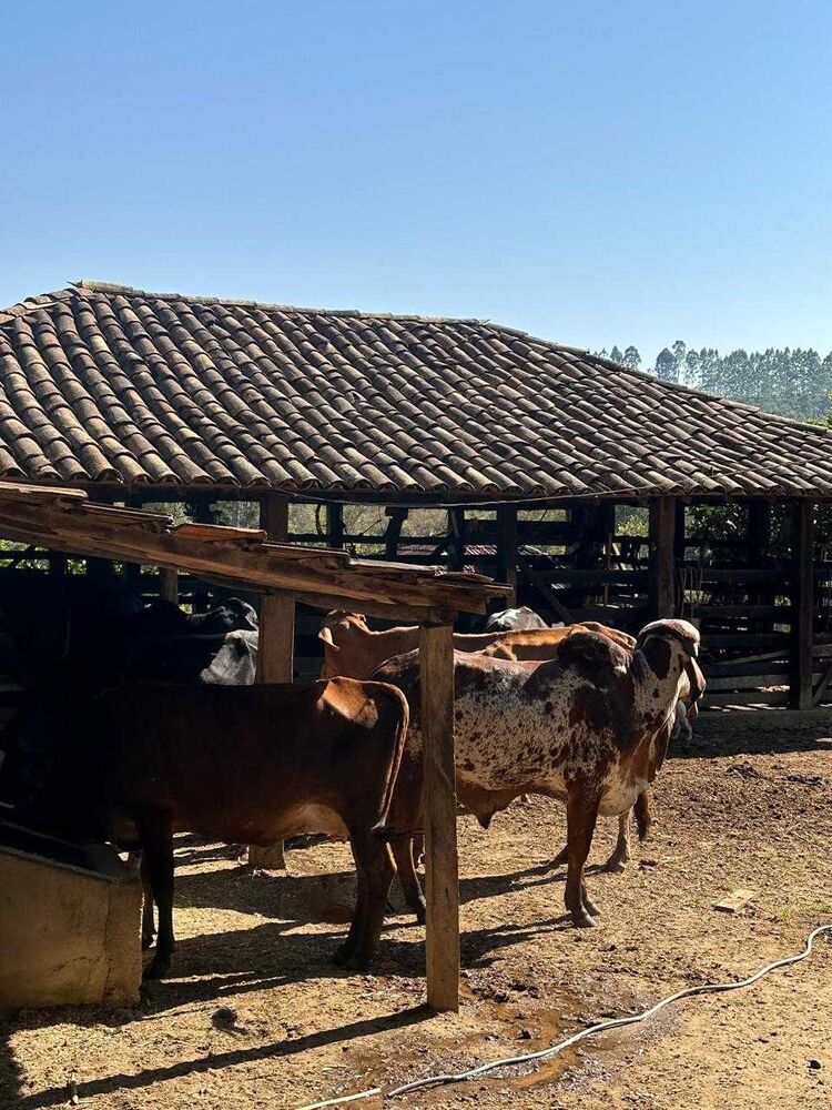 Fazenda à venda com 7 quartos, 450000m² - Foto 10
