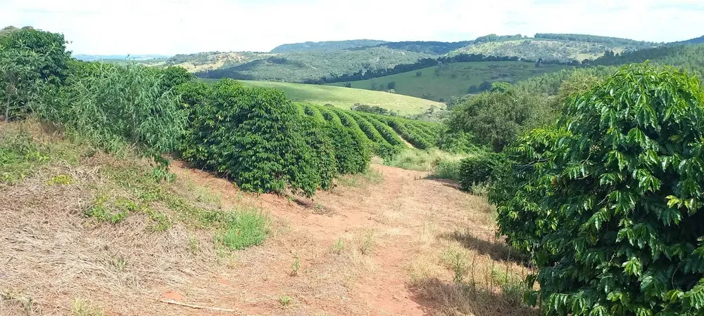 Fazenda, 401 hectares - Foto 8