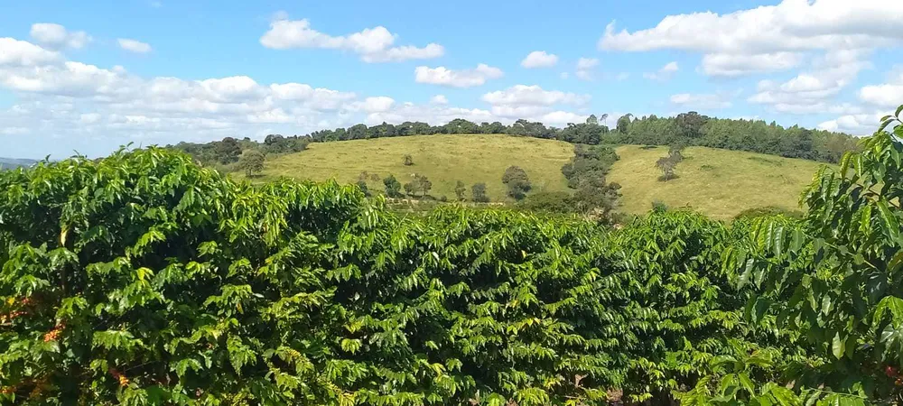 Fazenda, 401 hectares - Foto 5