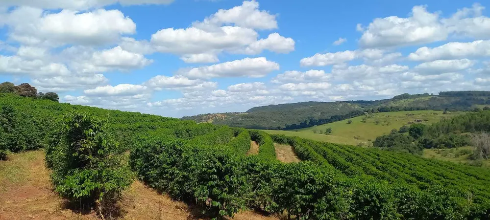Fazenda, 401 hectares - Foto 7