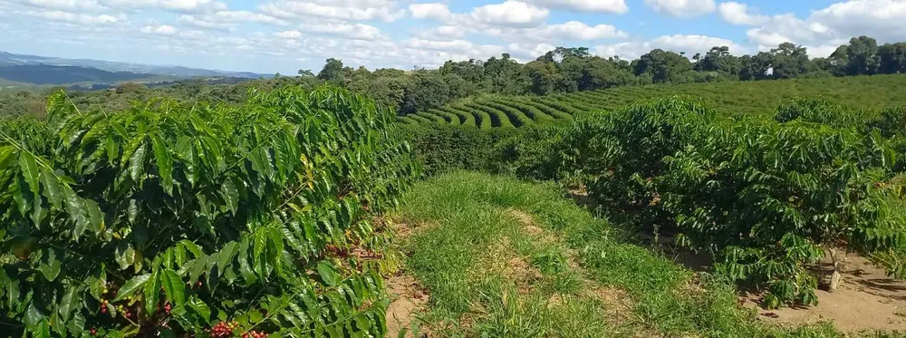 Fazenda, 401 hectares - Foto 8