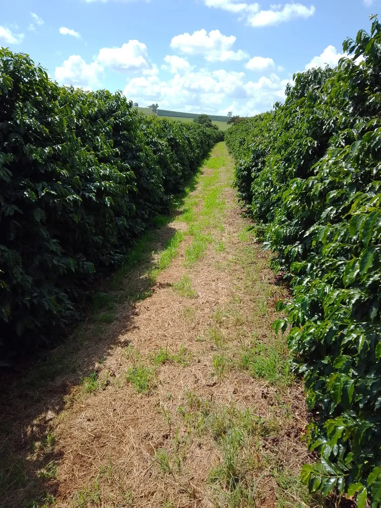 Fazenda, 401 hectares - Foto 12