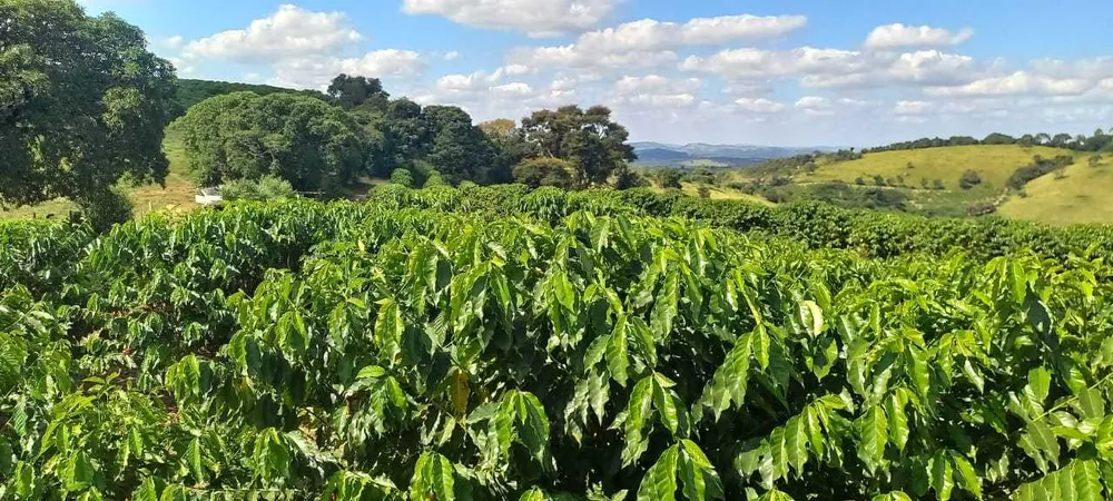 Fazenda, 401 hectares - Foto 4