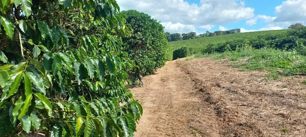 Fazenda, 401 hectares - Foto 4