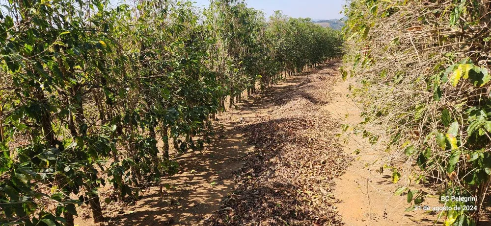 Fazenda, 401 hectares - Foto 6