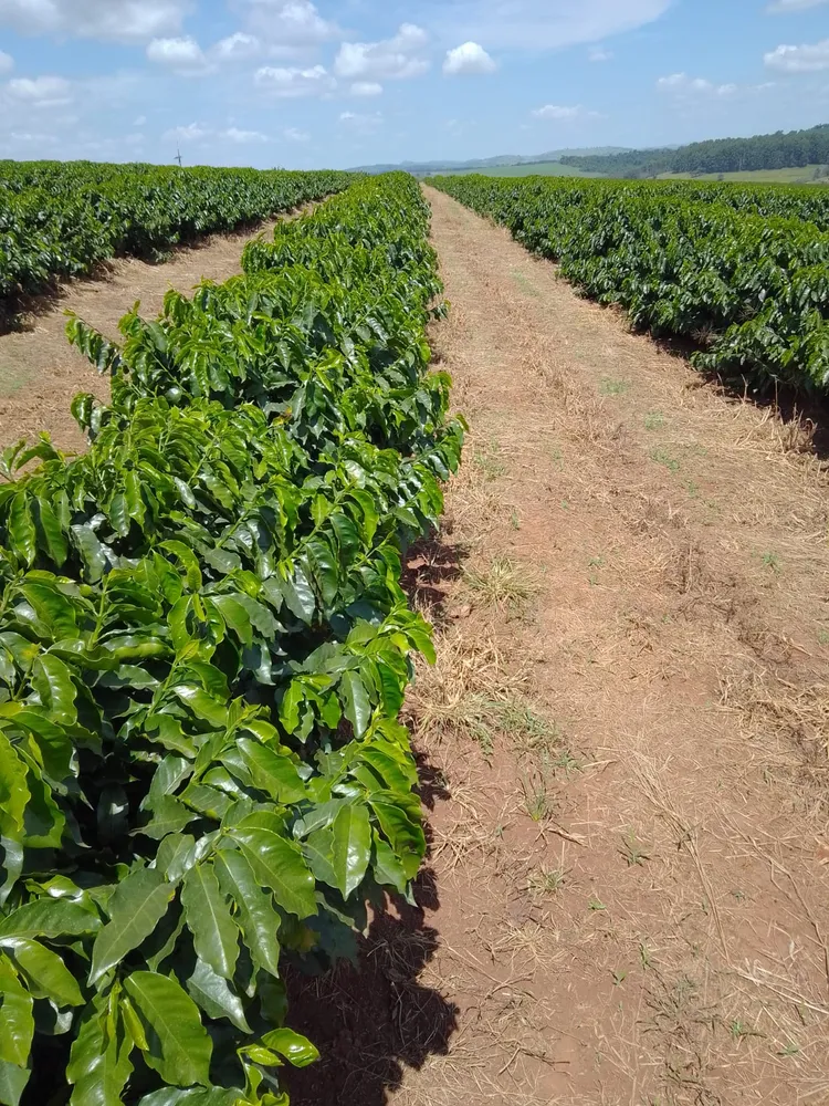Fazenda, 401 hectares - Foto 12