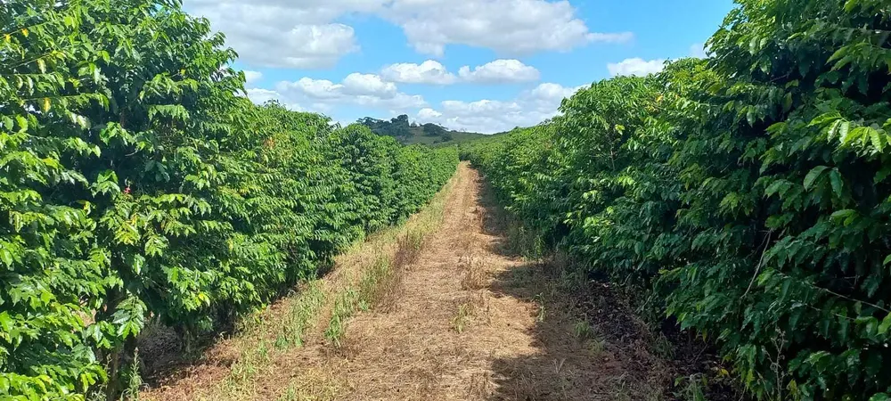 Fazenda, 401 hectares - Foto 10