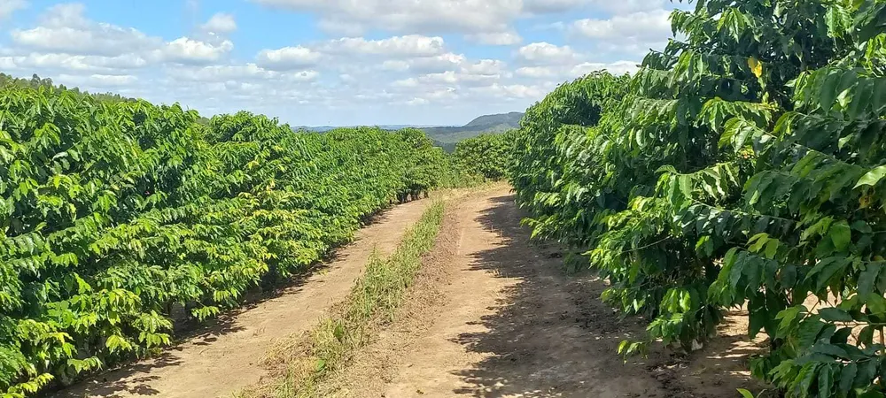Fazenda, 401 hectares - Foto 3
