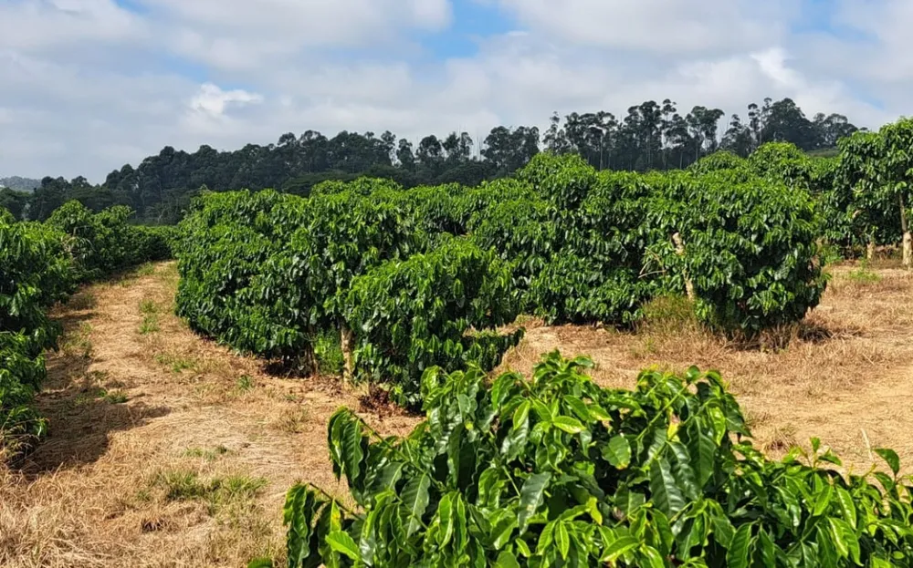 Fazenda, 19 hectares - Foto 3