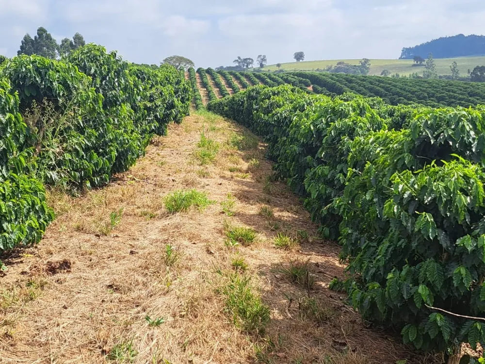 Fazenda, 19 hectares - Foto 2