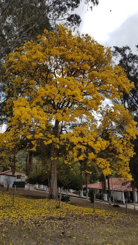 Fazenda, 3 quartos - Foto 7