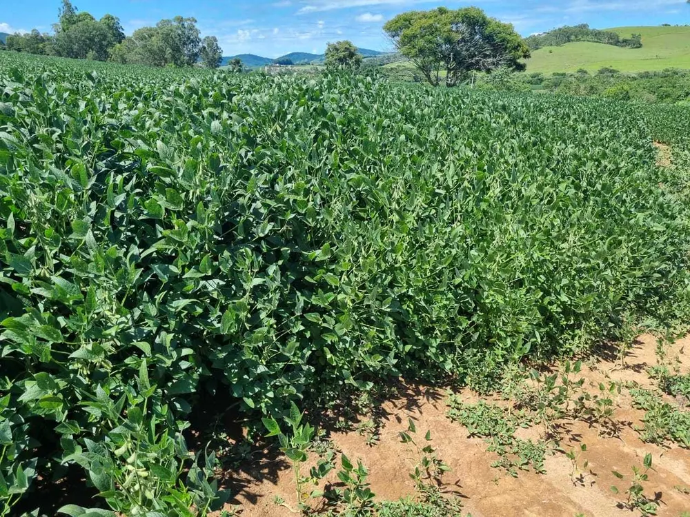Fazenda, 145 hectares - Foto 2
