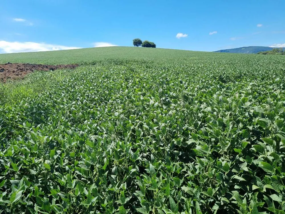 Fazenda, 145 hectares - Foto 1