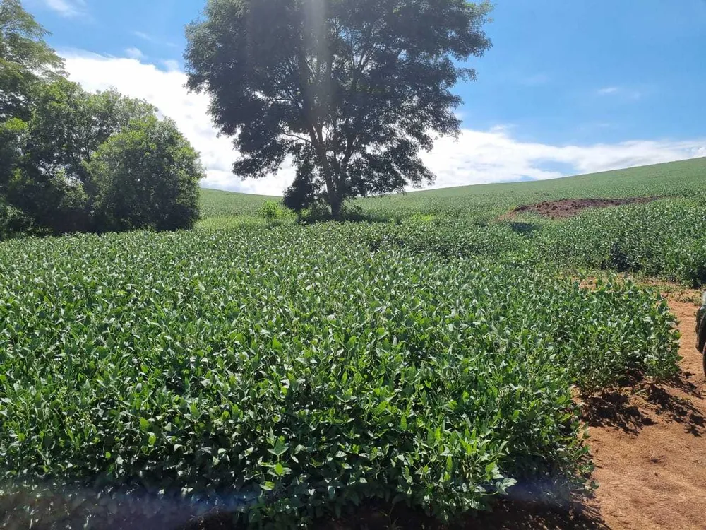 Fazenda, 145 hectares - Foto 7