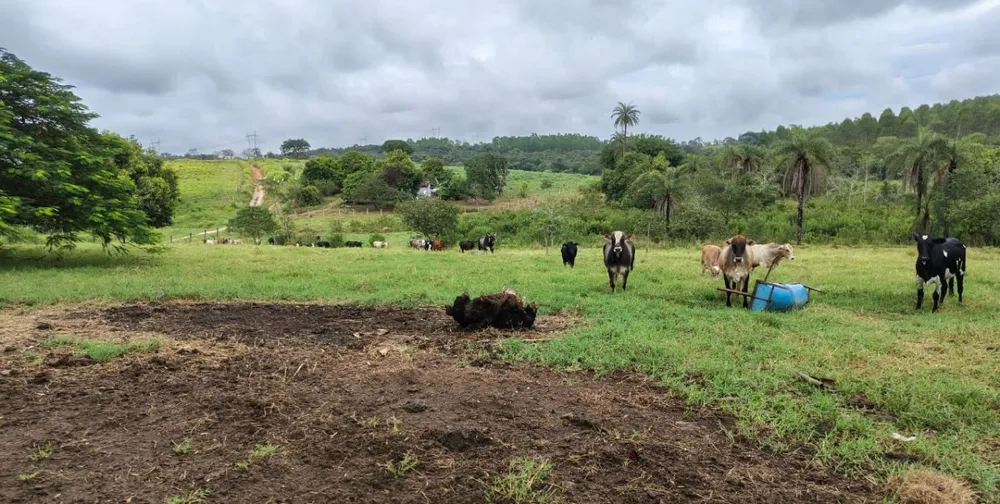 Fazenda, 201 hectares - Foto 12