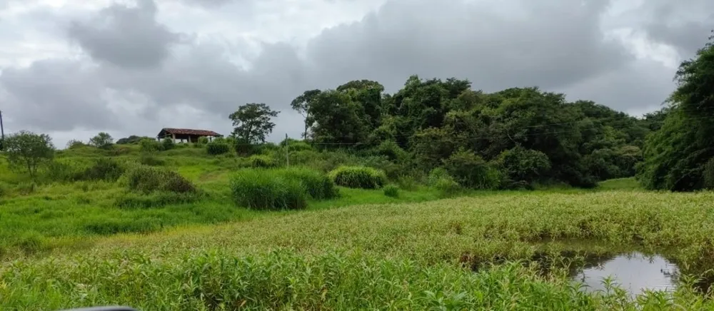 Fazenda, 201 hectares - Foto 11