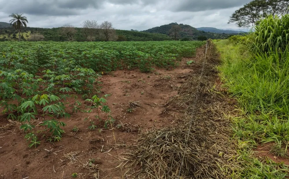 Fazenda, 201 hectares - Foto 13