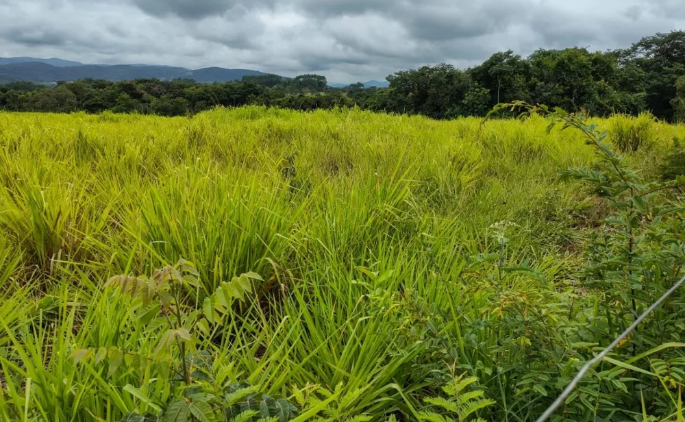 Fazenda, 201 hectares - Foto 4