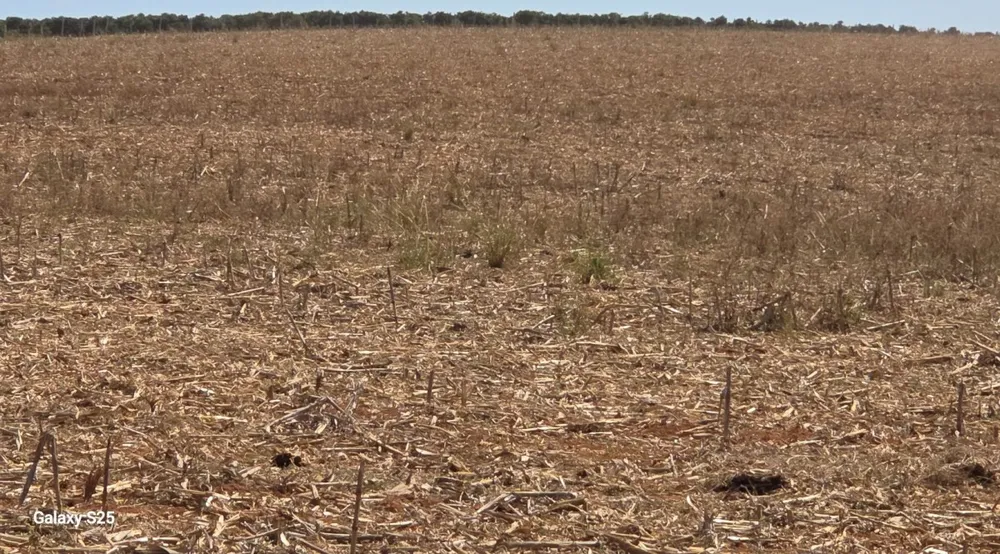 Fazenda, 54 hectares - Foto 8