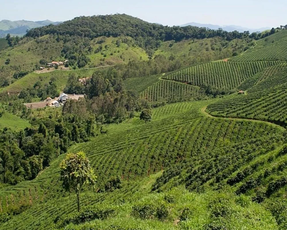 Fazenda, 216 hectares - Foto 1