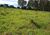 Fazenda, 251 hectares - Foto 3