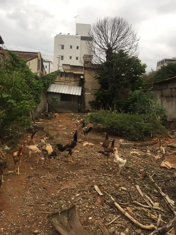 Terreno, 1568 m² - Foto 5