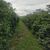 Fazenda, 1 quarto - Foto 1