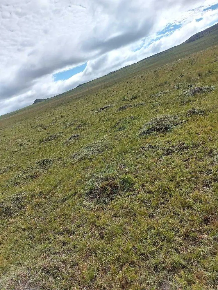 Fazenda, 300 hectares - Foto 8