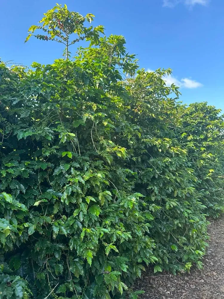 Fazenda, 1 quarto - Foto 8