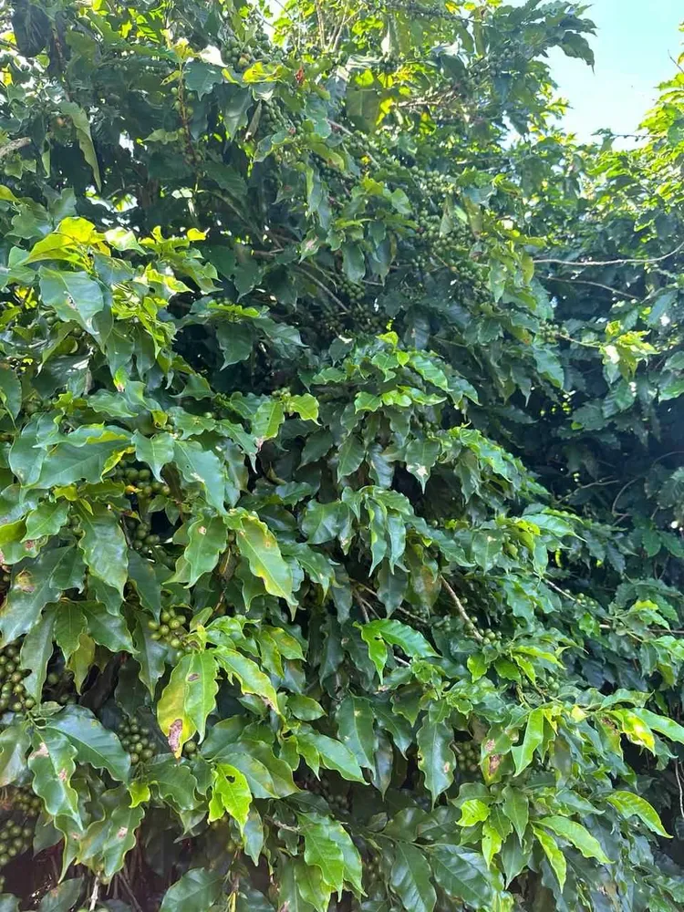 Fazenda, 1 quarto - Foto 6
