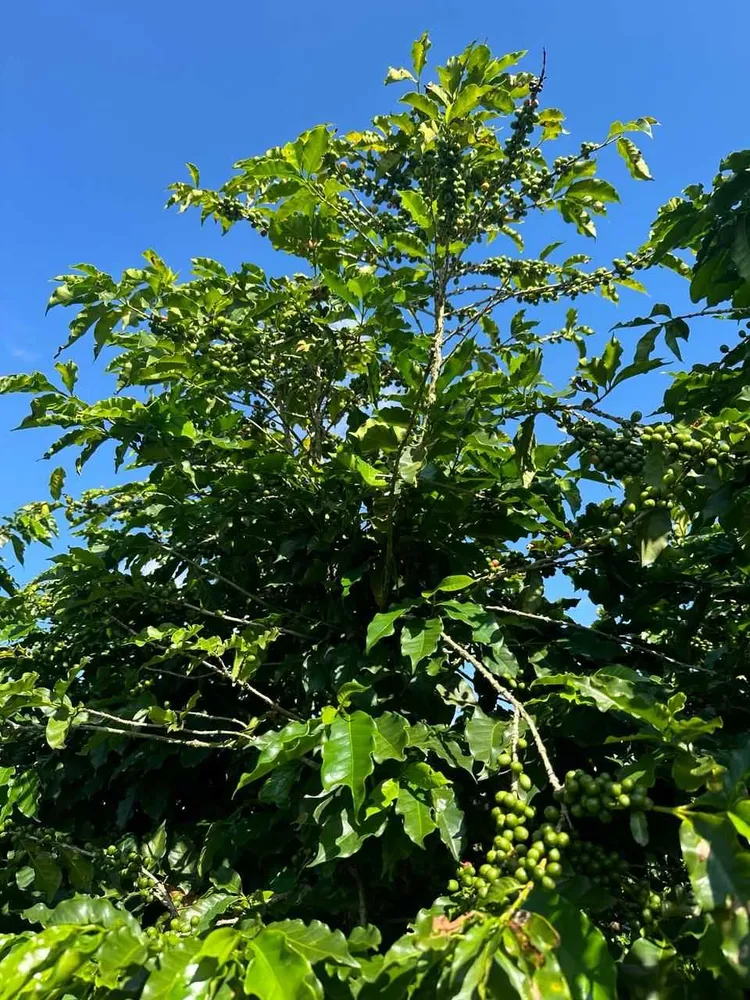 Fazenda, 1 quarto - Foto 12