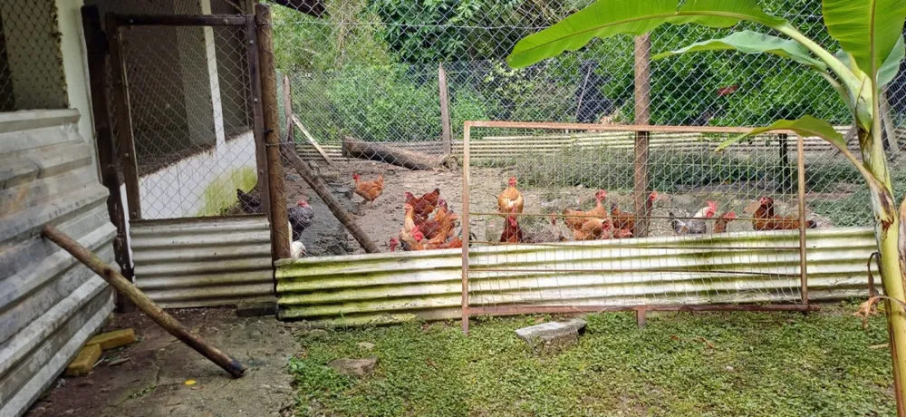 Sítio, 3 quartos, 2 hectares - Foto 11