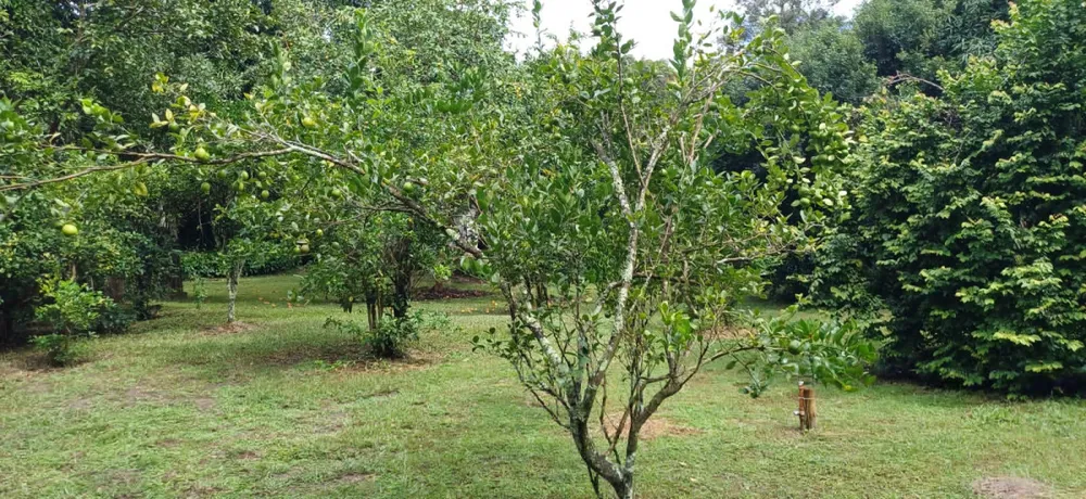 Sítio, 3 quartos, 2 hectares - Foto 10