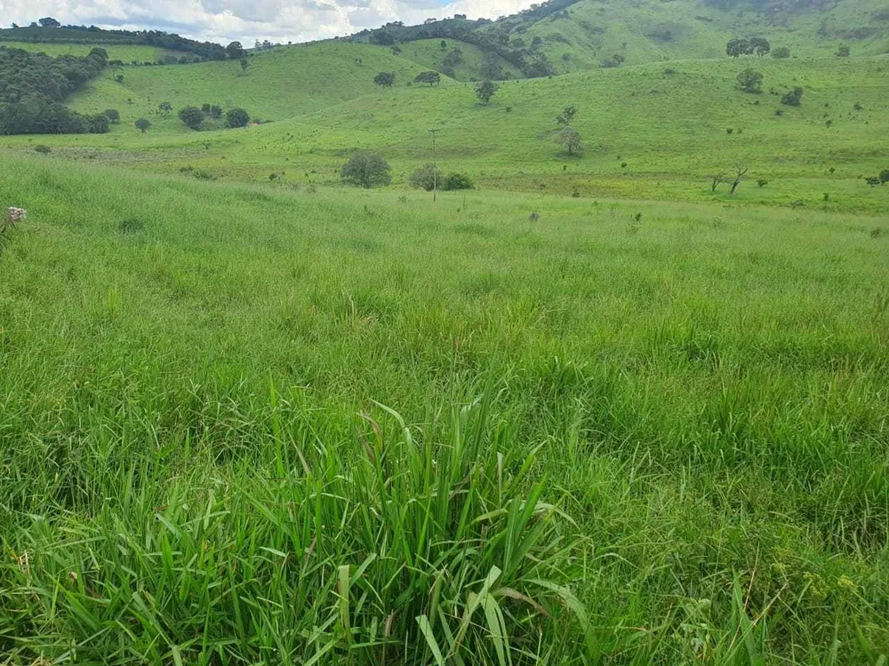 Fazenda, 208 hectares - Foto 15