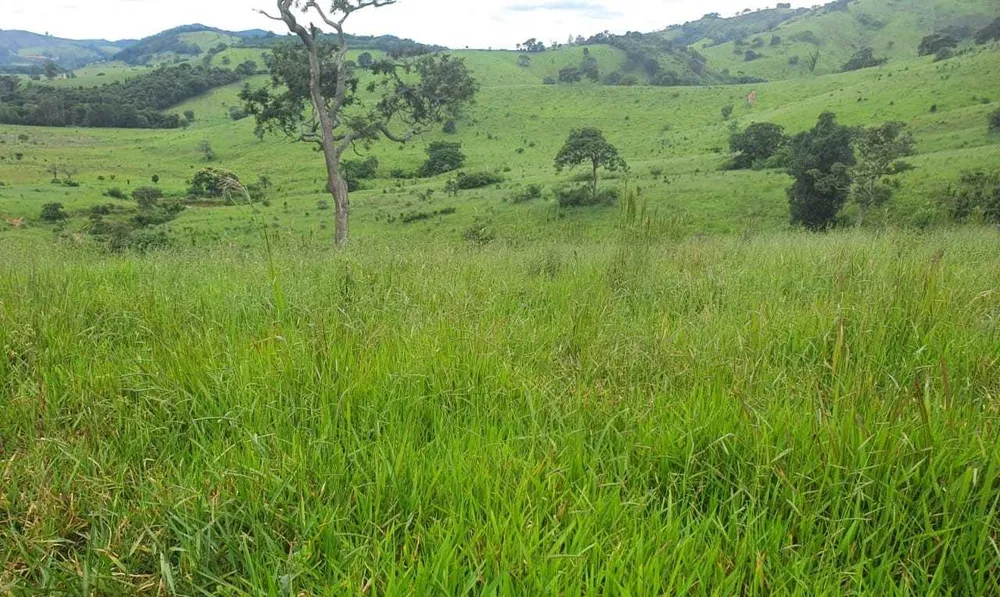 Fazenda, 208 hectares - Foto 10