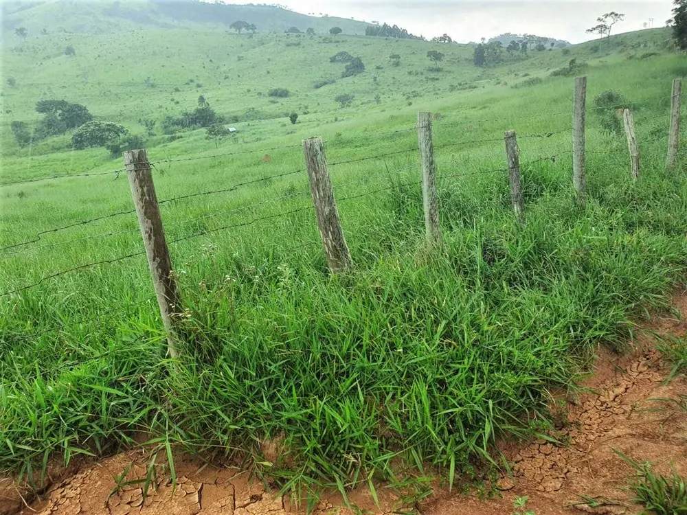 Fazenda, 208 hectares - Foto 14