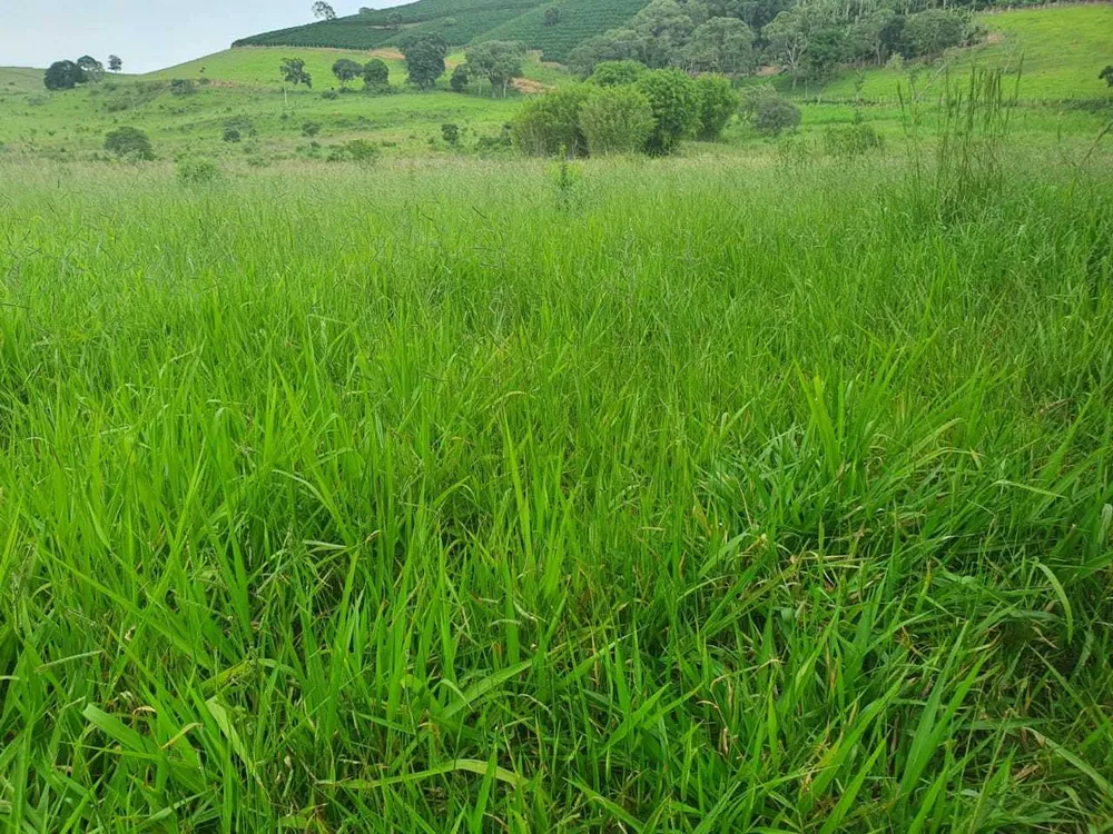 Fazenda, 208 hectares - Foto 8
