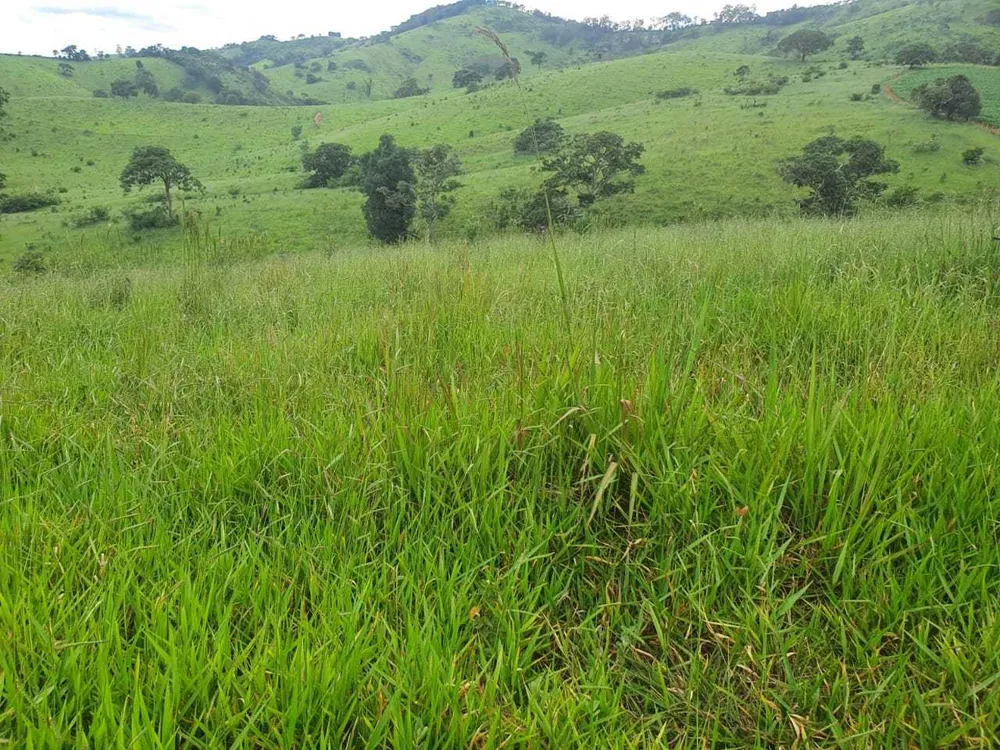 Fazenda, 208 hectares - Foto 8