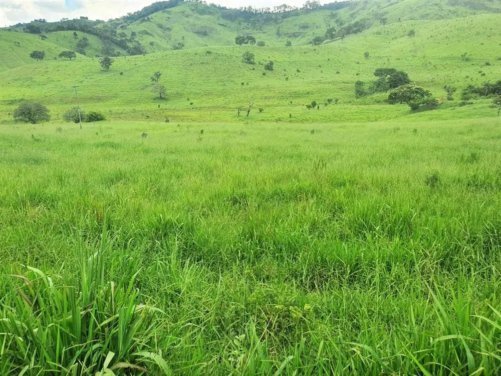 Fazenda, 208 hectares - Foto 3