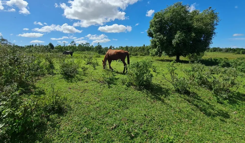 Fazenda, 252 hectares - Foto 10