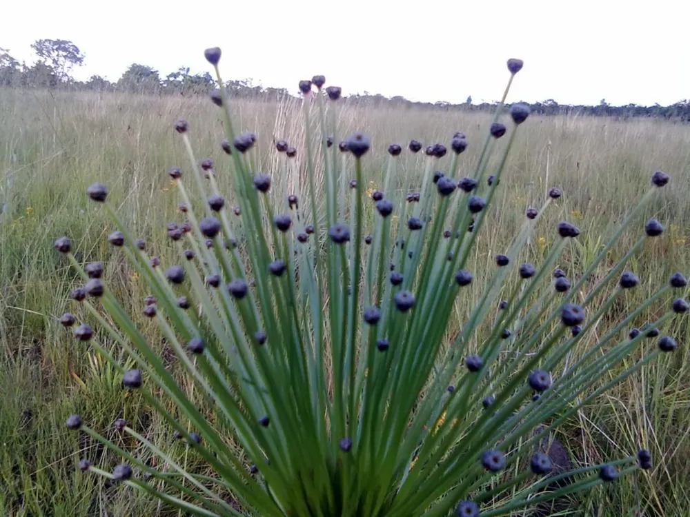 Terreno, 3 hectares - Foto 6