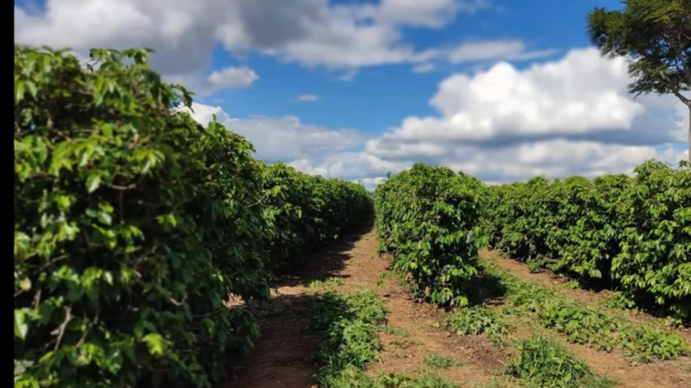 Fazenda à venda com 3 quartos, 1880000m² - Foto 4