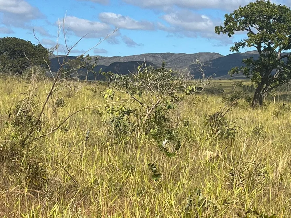 Fazenda, 908 hectares - Foto 7